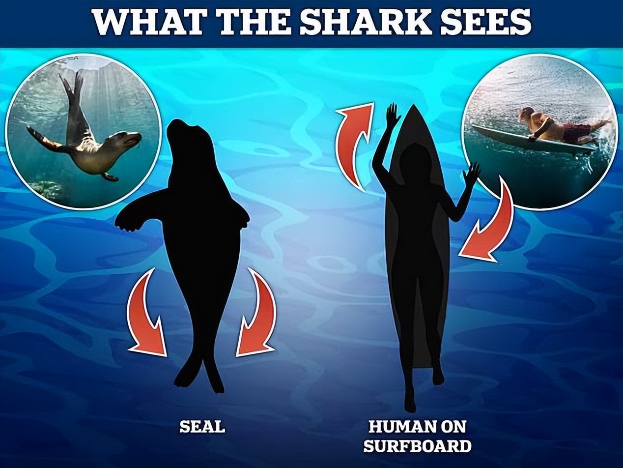 海边遇到鲨鱼人动漫图片