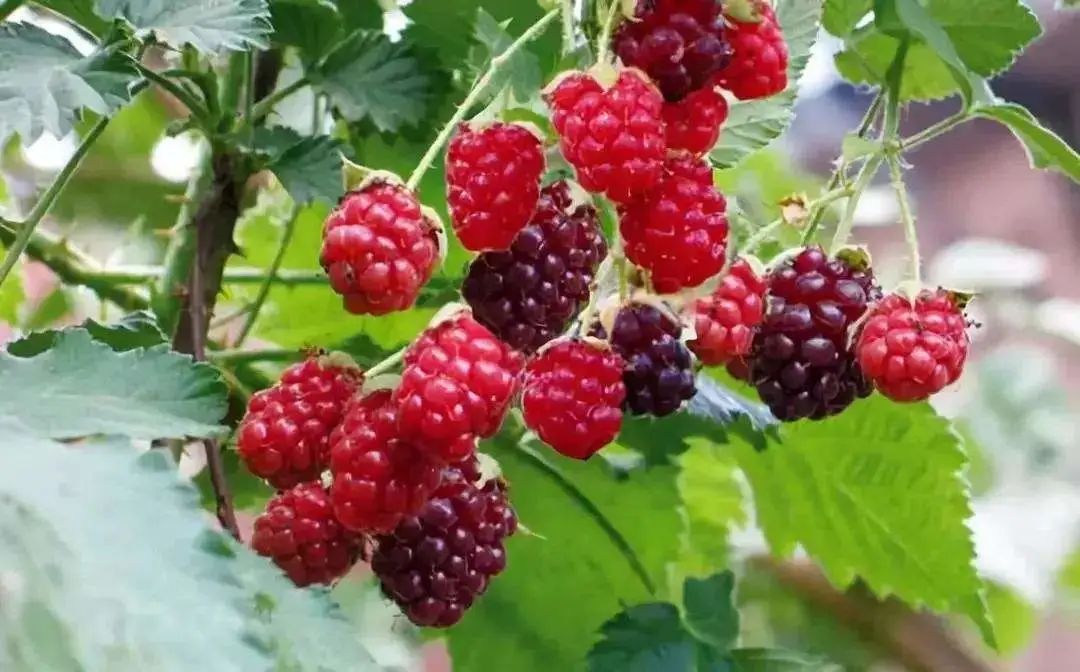 外形有点像是草莓,呈红色或橙黄色,小时候为了摘刺泡儿吃,没少被它刺