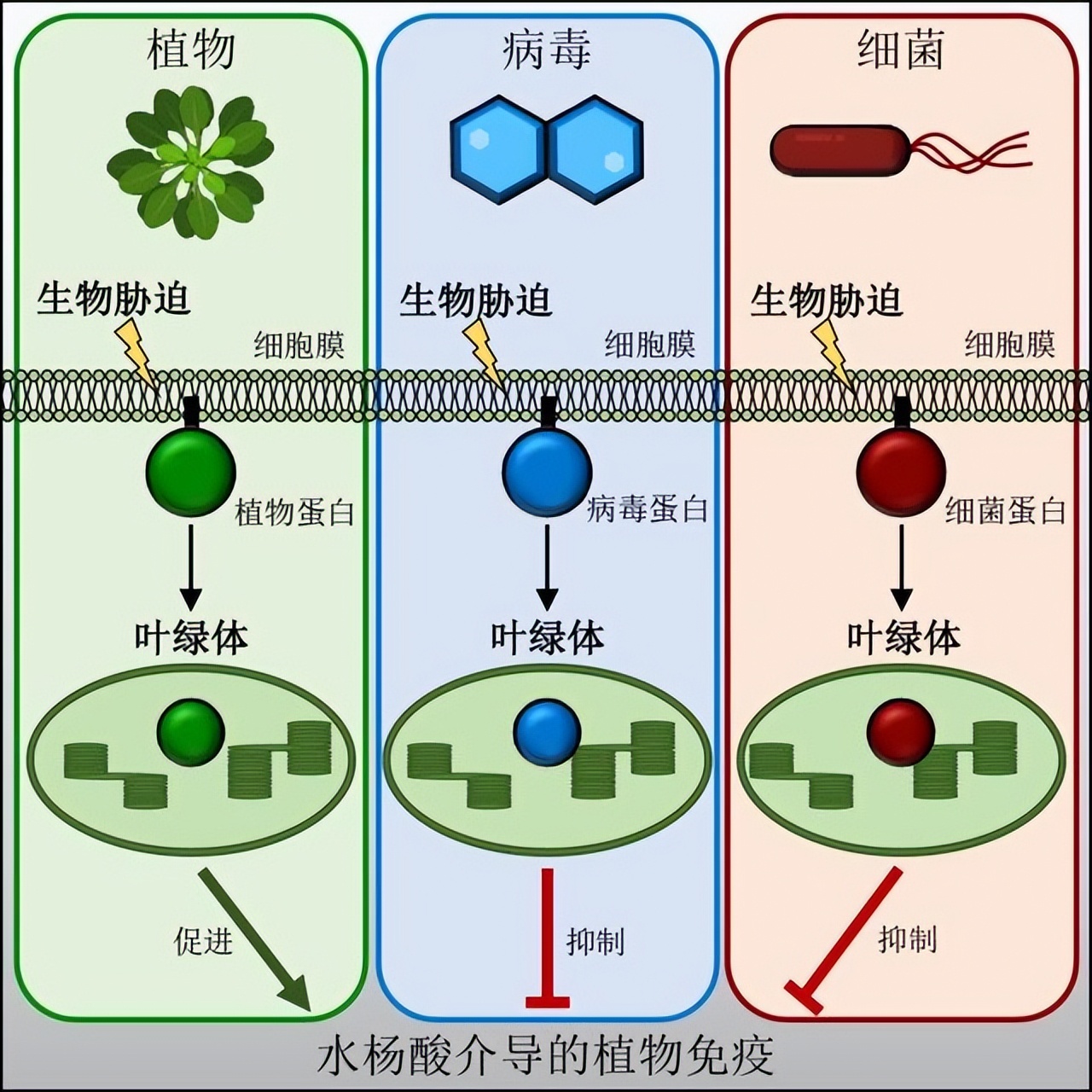 島本酵素｜微生物肥料能提高作物的抗病性能力嗎？