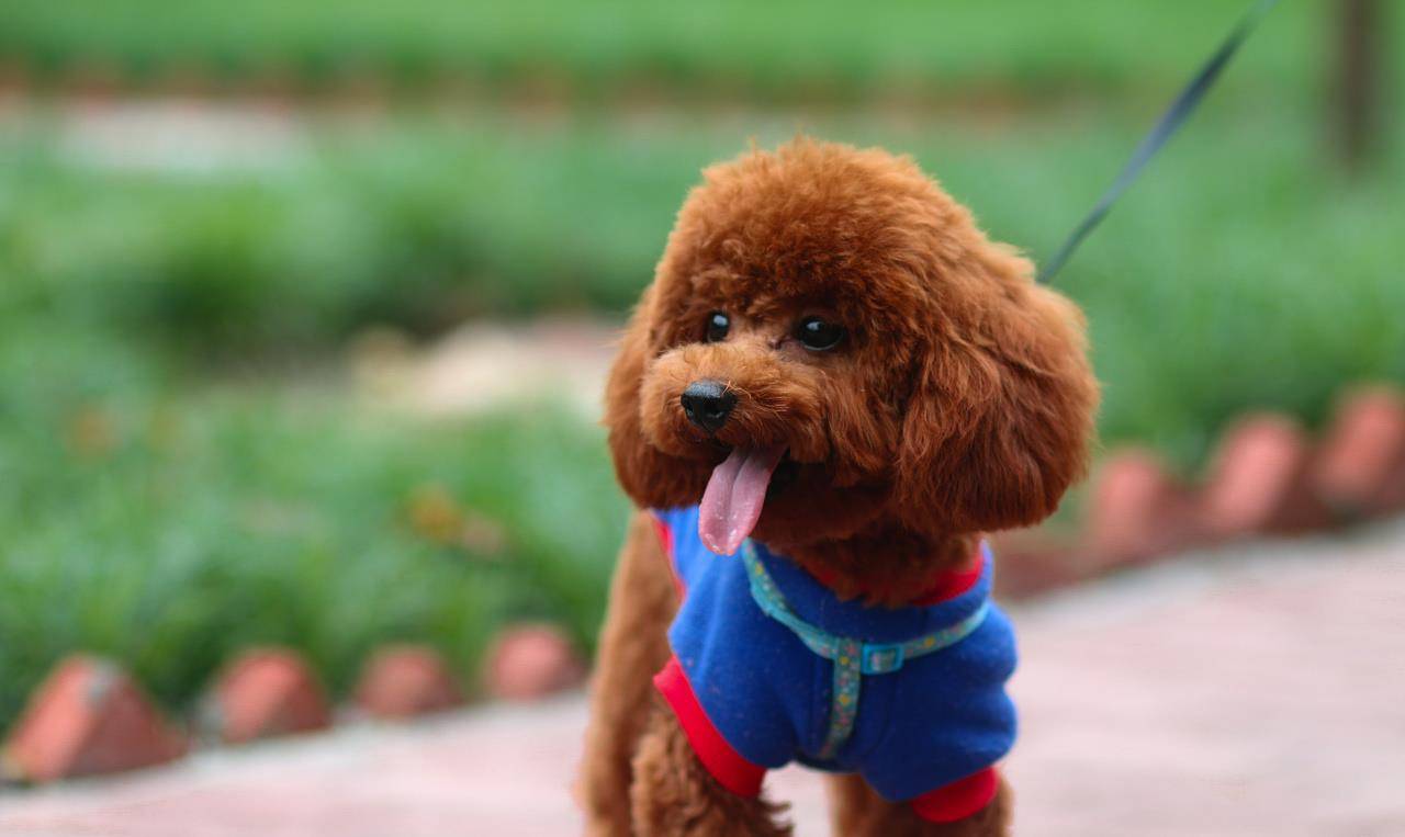 大泰迪狗图片(纯种) - 赤虎壹号