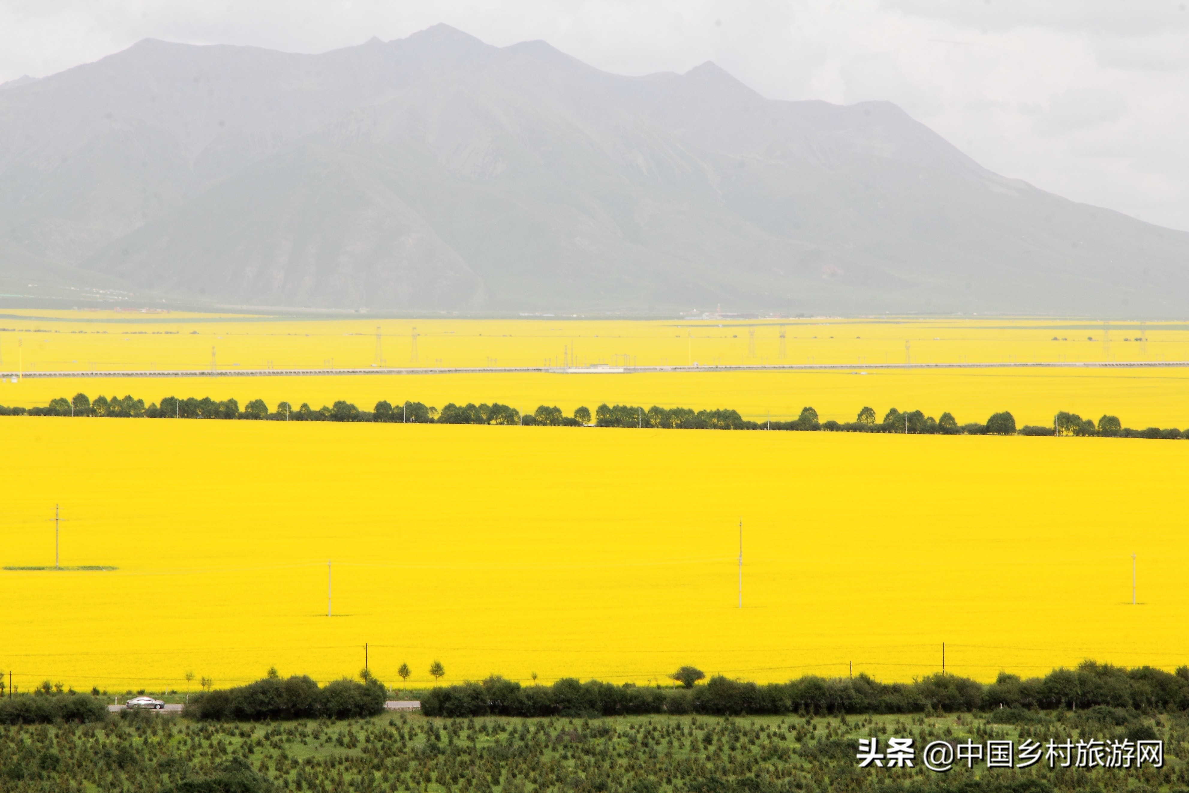 2020 门源油菜花文化旅游节盛大启动，展示金色门源魅力