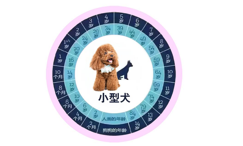 狗狗从几岁开始步入老年？老了之后要怎么照顾？