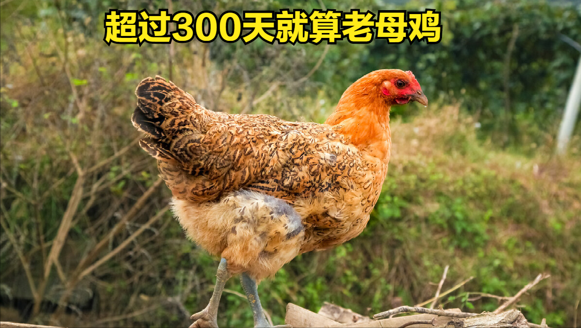 怎么样煲鸡汤(炖鸡汤时，牢记“3放3不放”搭配，最营养最好吃，煲鸡汤的做法)