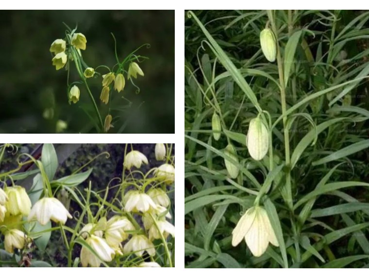 终于搞懂贝母这种植物了