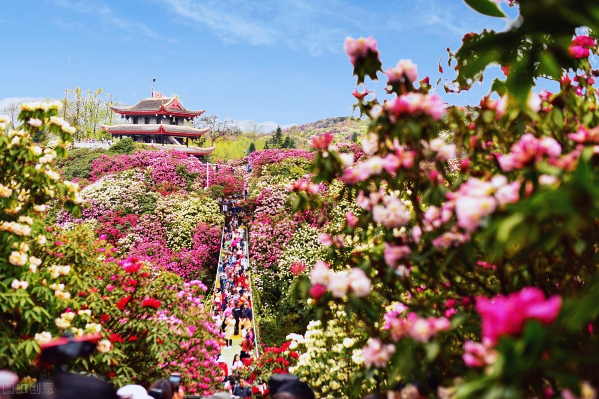 贵州大方百里杜鹃简介（最大的百里杜鹃的景区介绍）