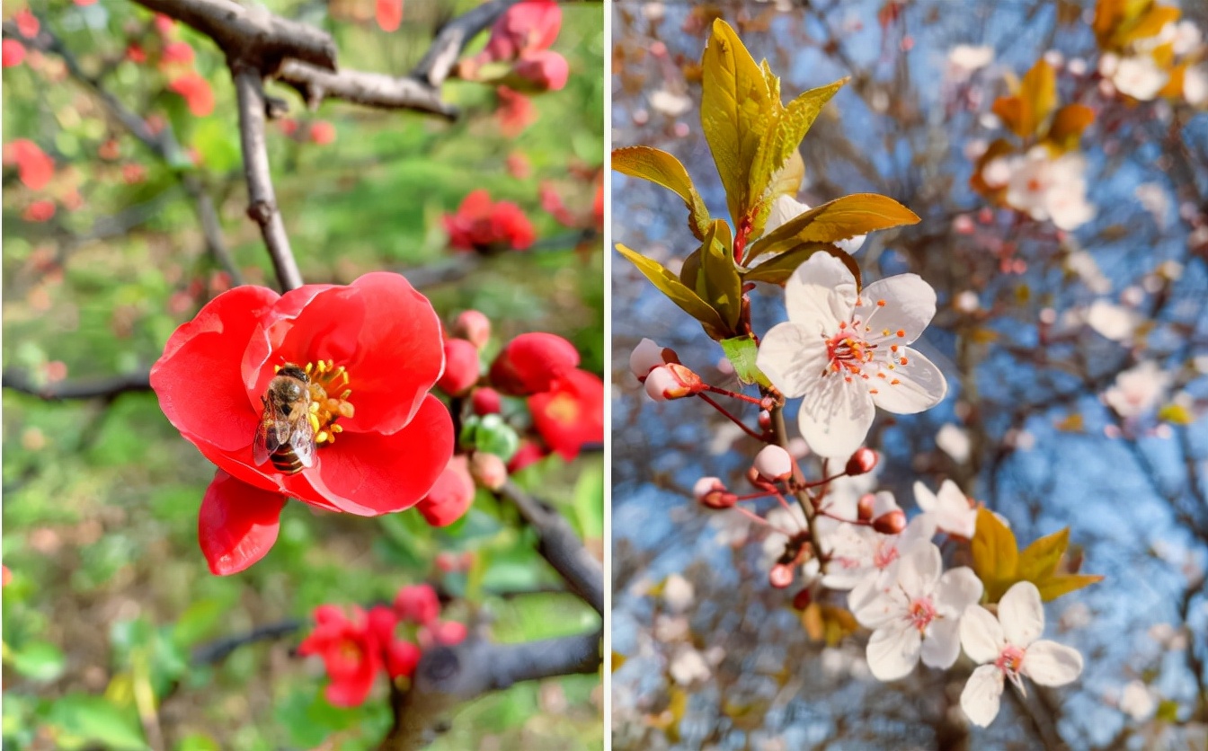 高颜值！陕西这所高校位于特大城市，占地4300亩！网友：风景绝美