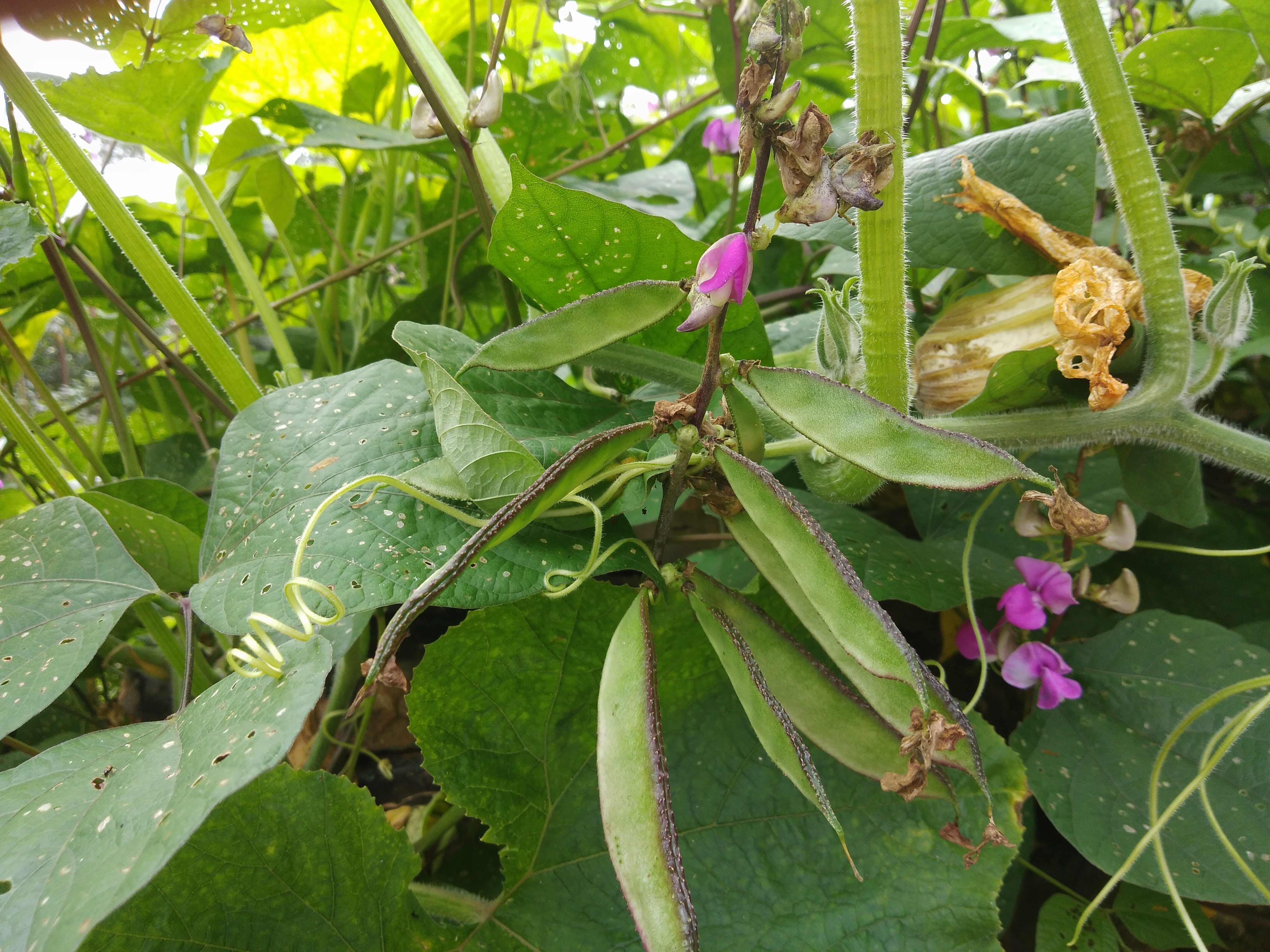 白扁豆的功效与作用.-我的快乐小窝