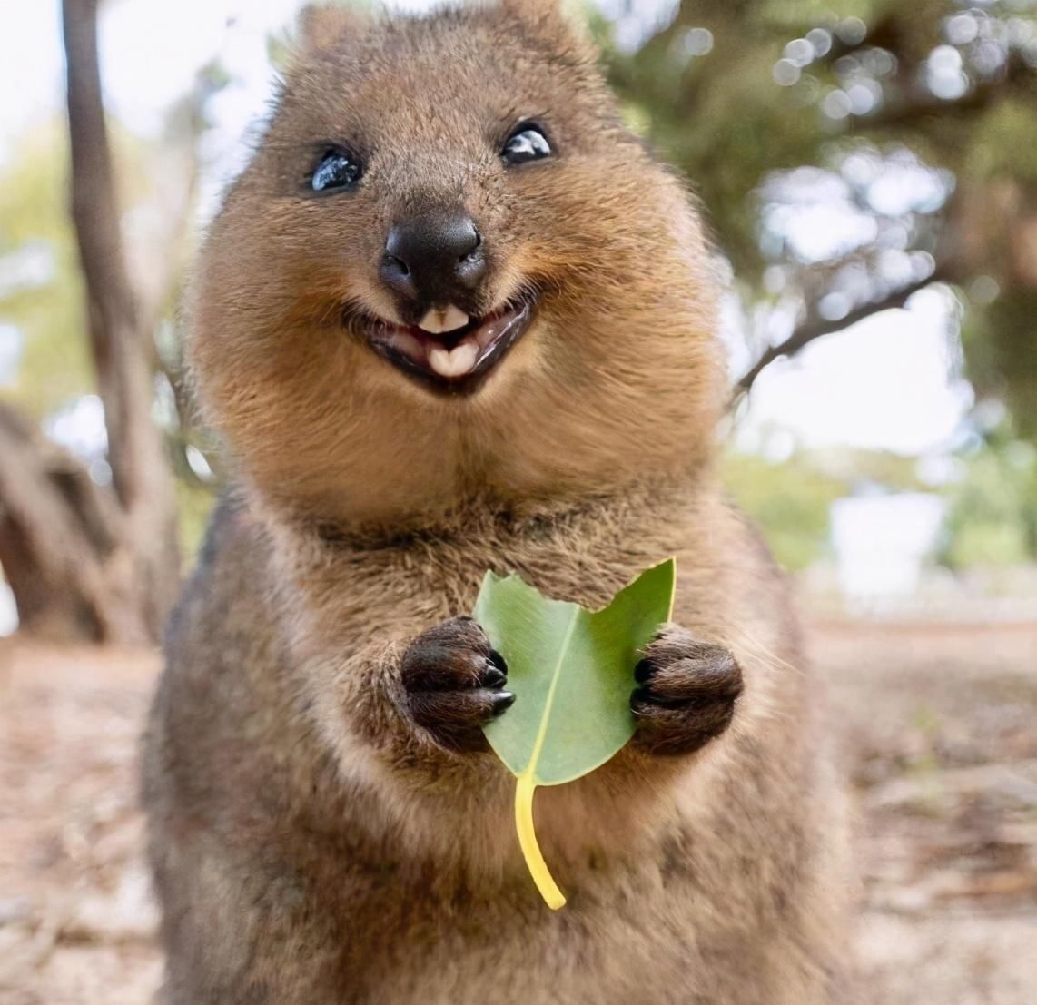 世界上最爱笑的袋鼠,遇到危险时,笑着把孩子丢掉然后逃跑
