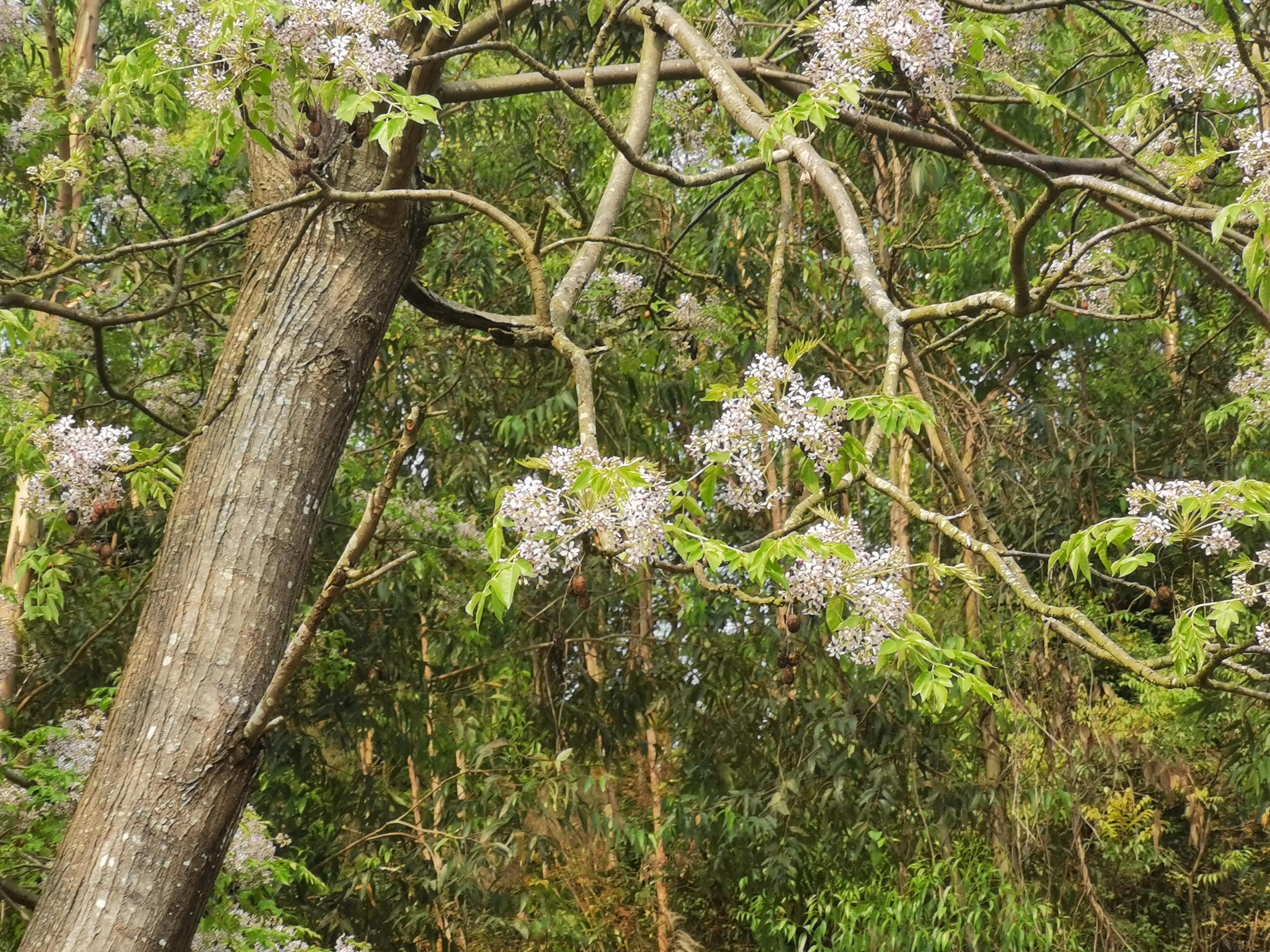 浪漫唯美，绚烂多姿！“紫色花族”中最经典的50款叫你陶醉