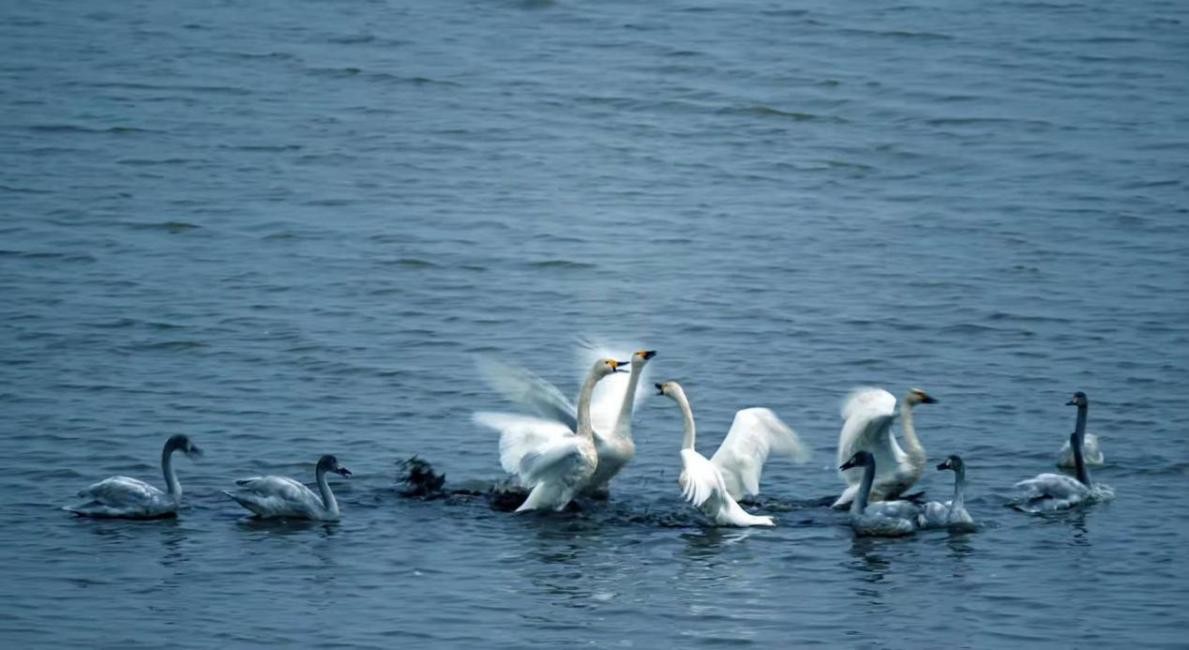 水質(zhì)改善 水鳥環(huán)繞 黃石網(wǎng)湖濕地扎實(shí)推進(jìn)水環(huán)境治理初見成效