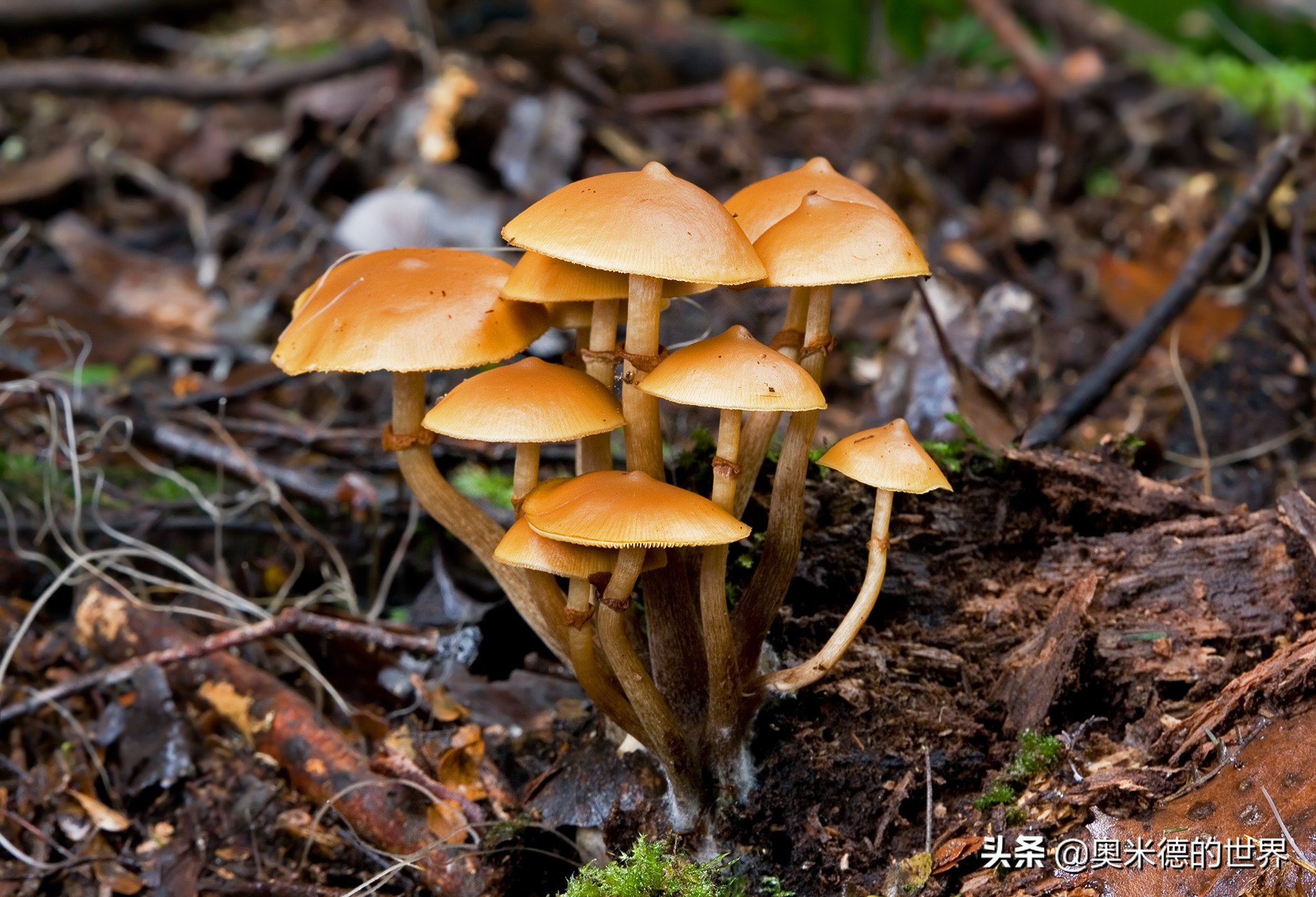 全世界最毒的十种蘑菇，中国最毒的蘑菇致命白毒伞上榜