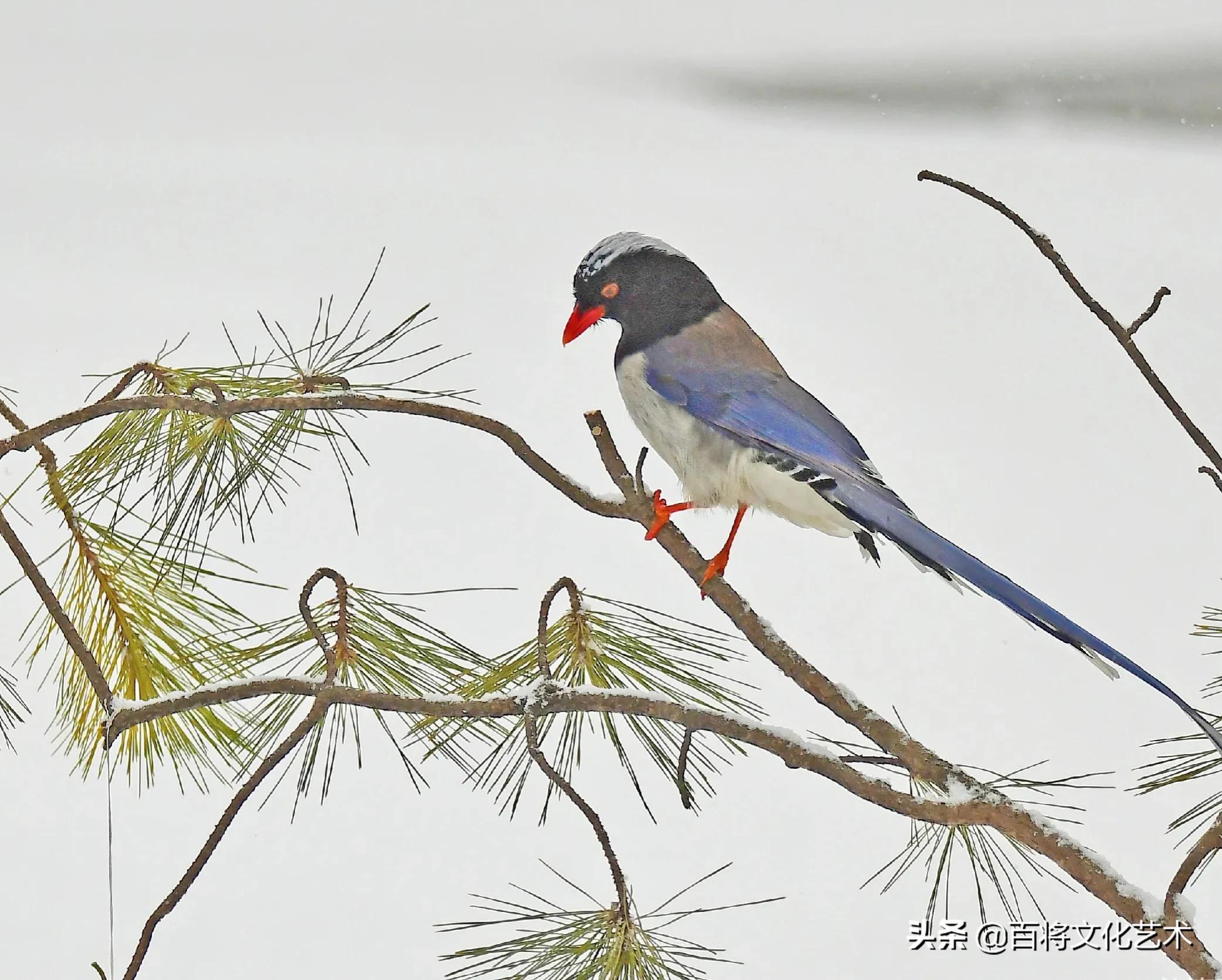 大雪纷飞中的红嘴蓝鹊 飞翔的红嘴蓝鹊 - 情书号
