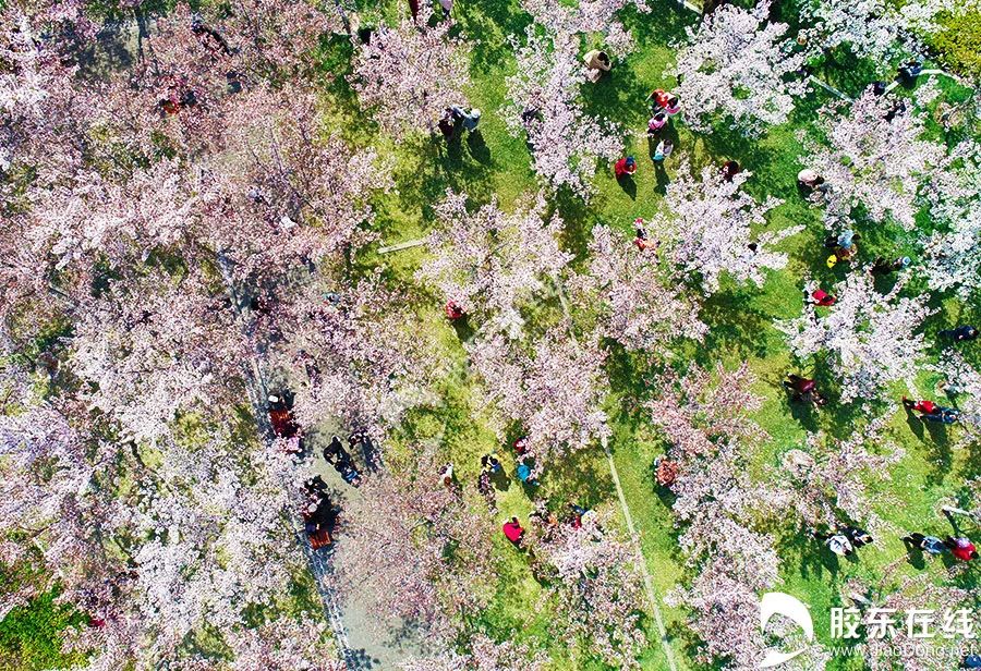 在烟台，追赶花期，听花开的声音！