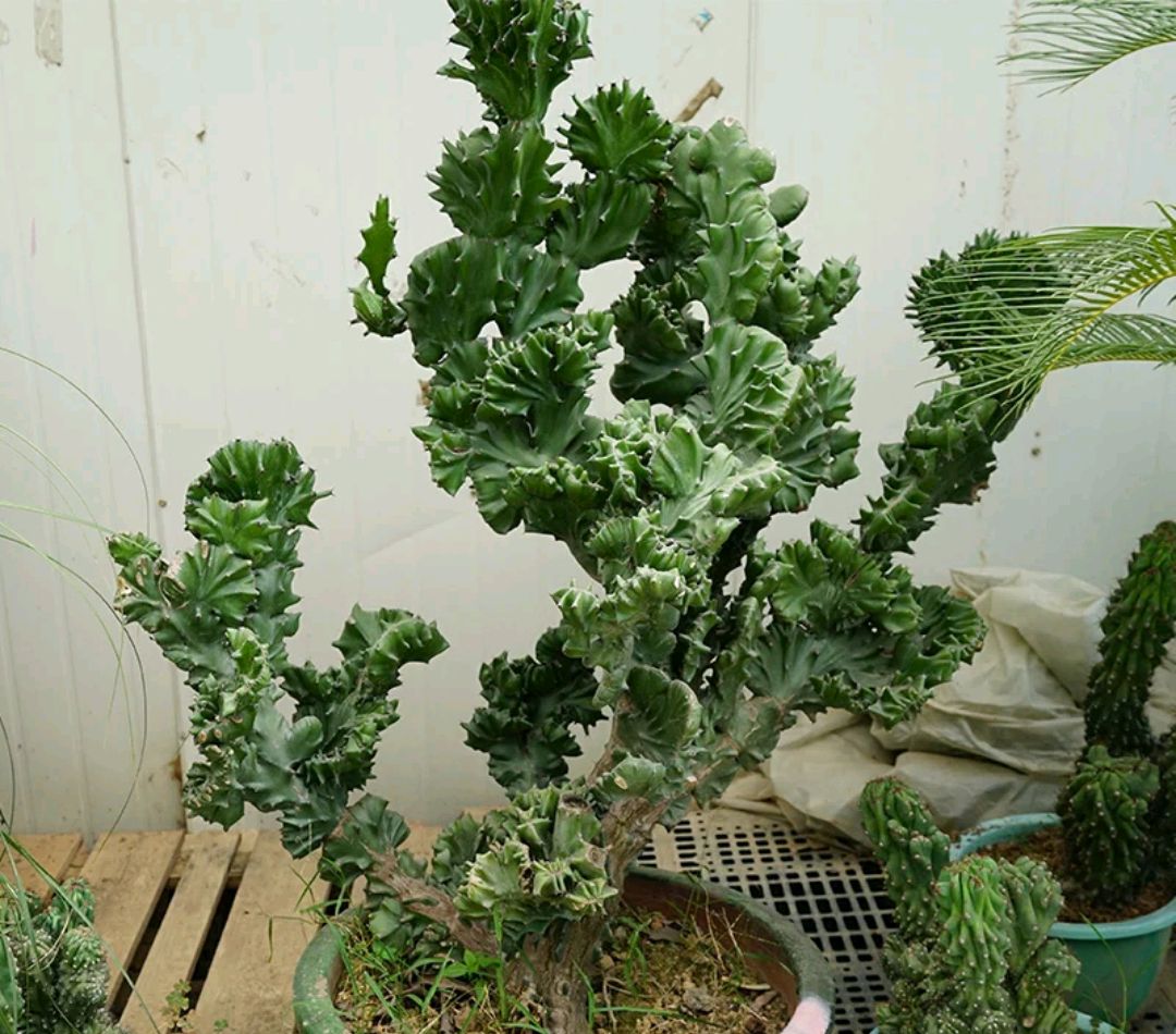 镇宅的花卉绿植有哪些（三种镇宅花一养旺家好运来）