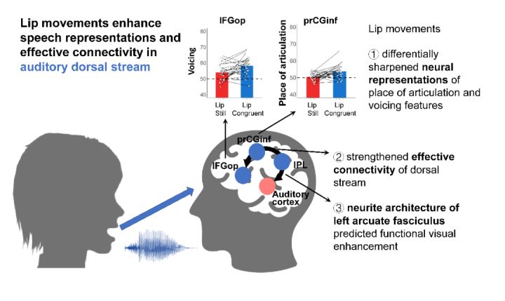 脑科学日报：抗精神病药治疗成人抑郁症的疗效及耐受性分析
