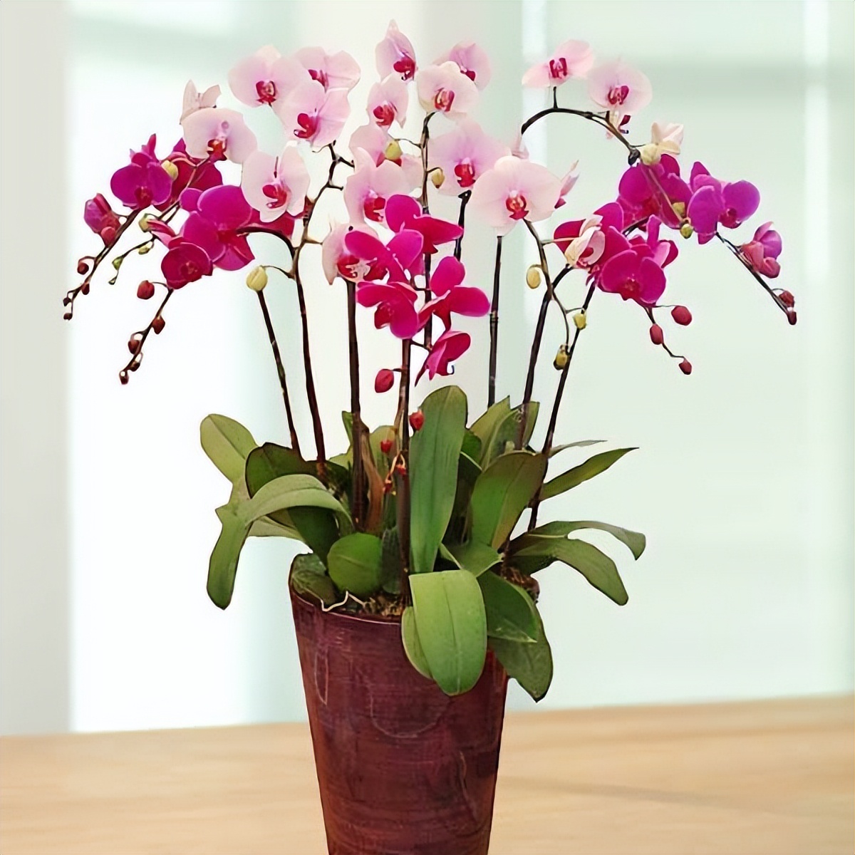 客厅装饰材料(10种植物,适合养在客厅,有你喜欢的吗?