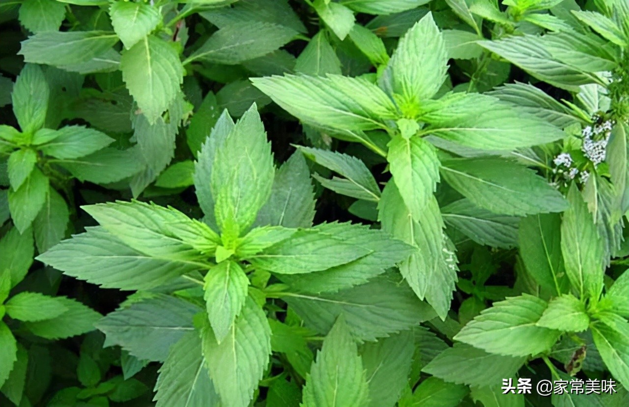 农村餐桌最常见的10种野菜，你吃过几种？见到它们你敢说都认识？