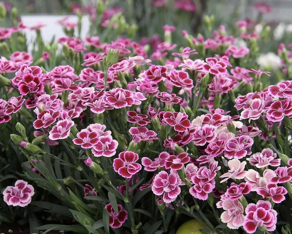 花朵美图｜温柔甜美的初吻、大丽花、耧斗菜花朵合集160张