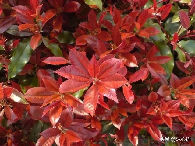 那年杏花春雨，石楠花开，梧桐飞絮……