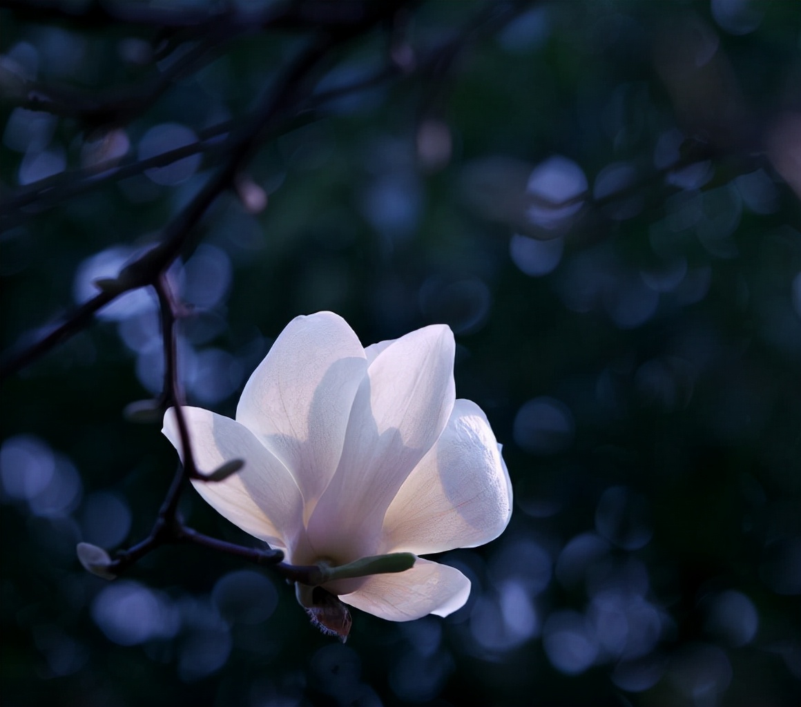 诗词鉴赏-玉兰花开春自来，十二首玉兰花 的诗词，白雪琼兰映眼开