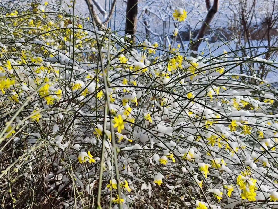 春雪一来，北京就更美了！