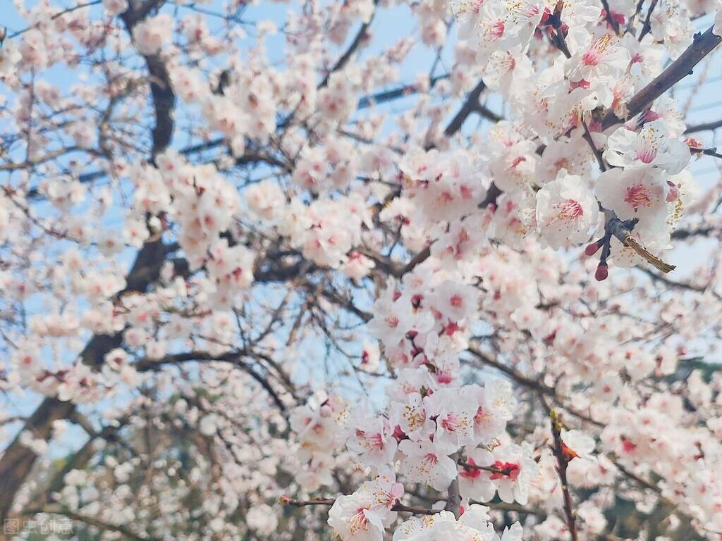 你知道樱花也分“派系”的吗？