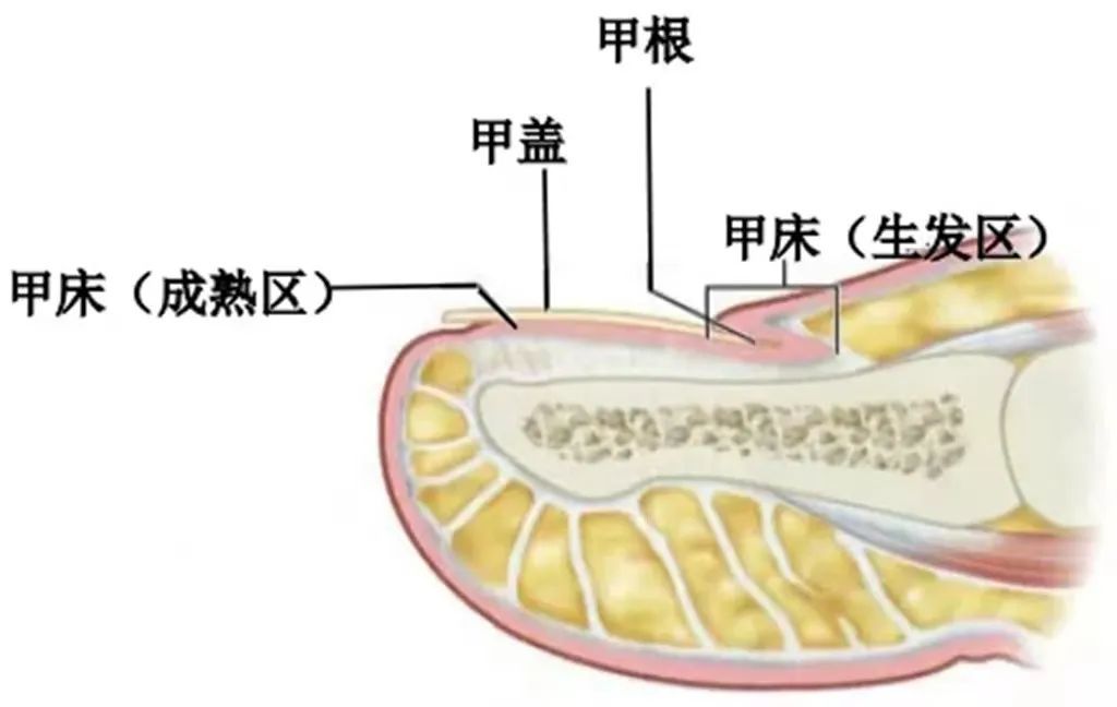 趾/指甲总往肉里长，怎么办？