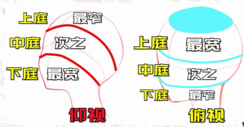 「干货」画脸只会画一个角度？教你学会不同角度的头部画法