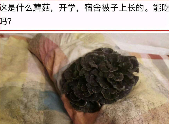 全国最寒碜大学宿舍排名，上学堪比荒野求生，部分照片易引起不适