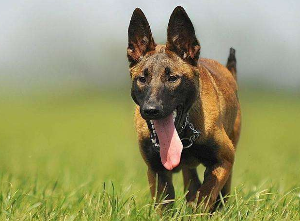 为什么越来越多人养"马犬"?网友:养了就不想换狗了