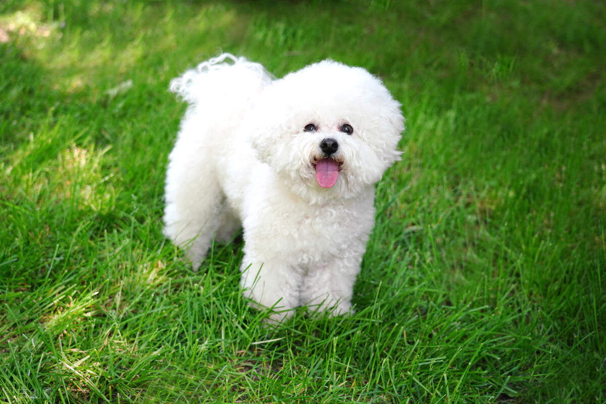 比熊犬智商排名第几（比熊犬的排名和优缺点）