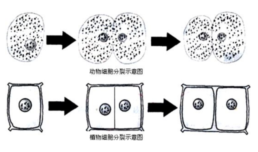 人类为何非要男女结合，才能生宝宝？明明细胞分裂更方便不是吗？