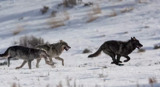 俄罗斯灰狼太强悍,4天咬死18只羊6只牧羊犬,为何在中国混不好?