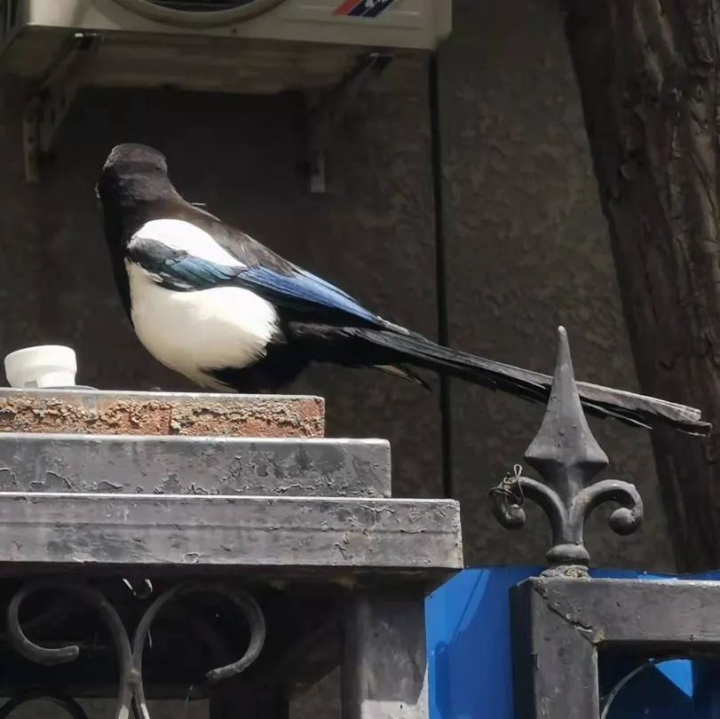 高清大图预警！北京高校“绝美”春景放送，随手一拍就是壁纸！