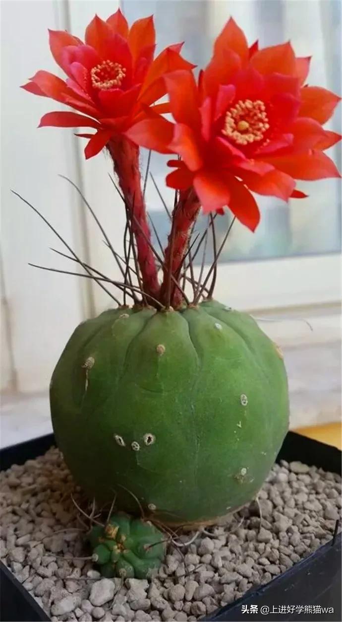 66种罕见仙人掌,花团锦簇,艳丽无比