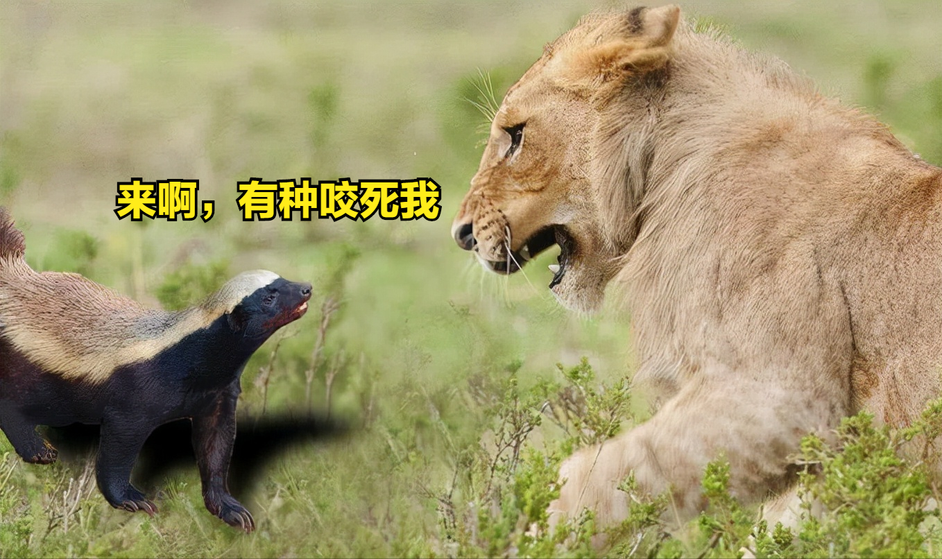 蜜獾我们经常说,弱肉强食是自然界永恒不变的生存法则,如果你没有老虎