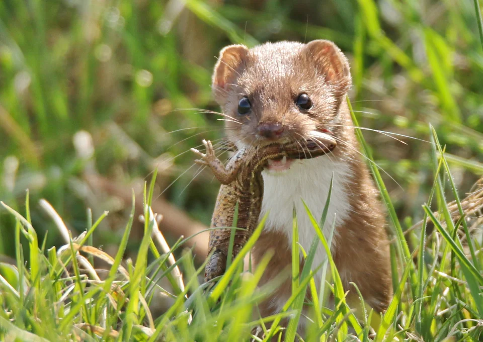 小伶鼬,将"一巧破千斤"做到了极致