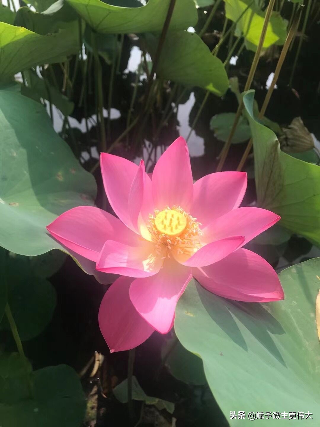 任子量——犹待宿心处，一应临秋黄