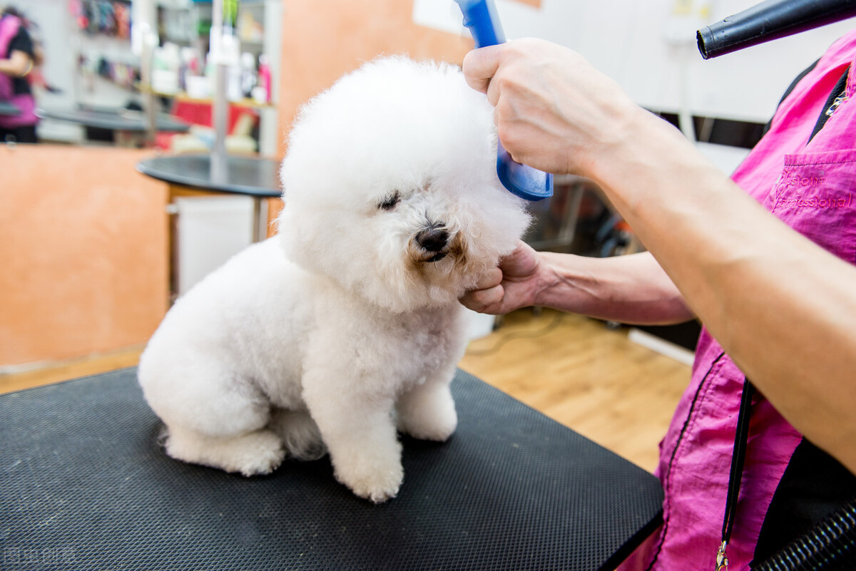 比熊犬智商排名第几（比熊犬的排名和优缺点）