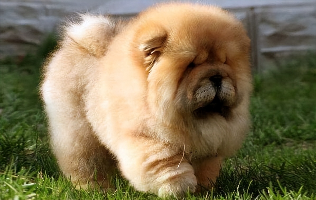 为何大家都不太敢养"松狮犬"?网友:养过一次就怕了
