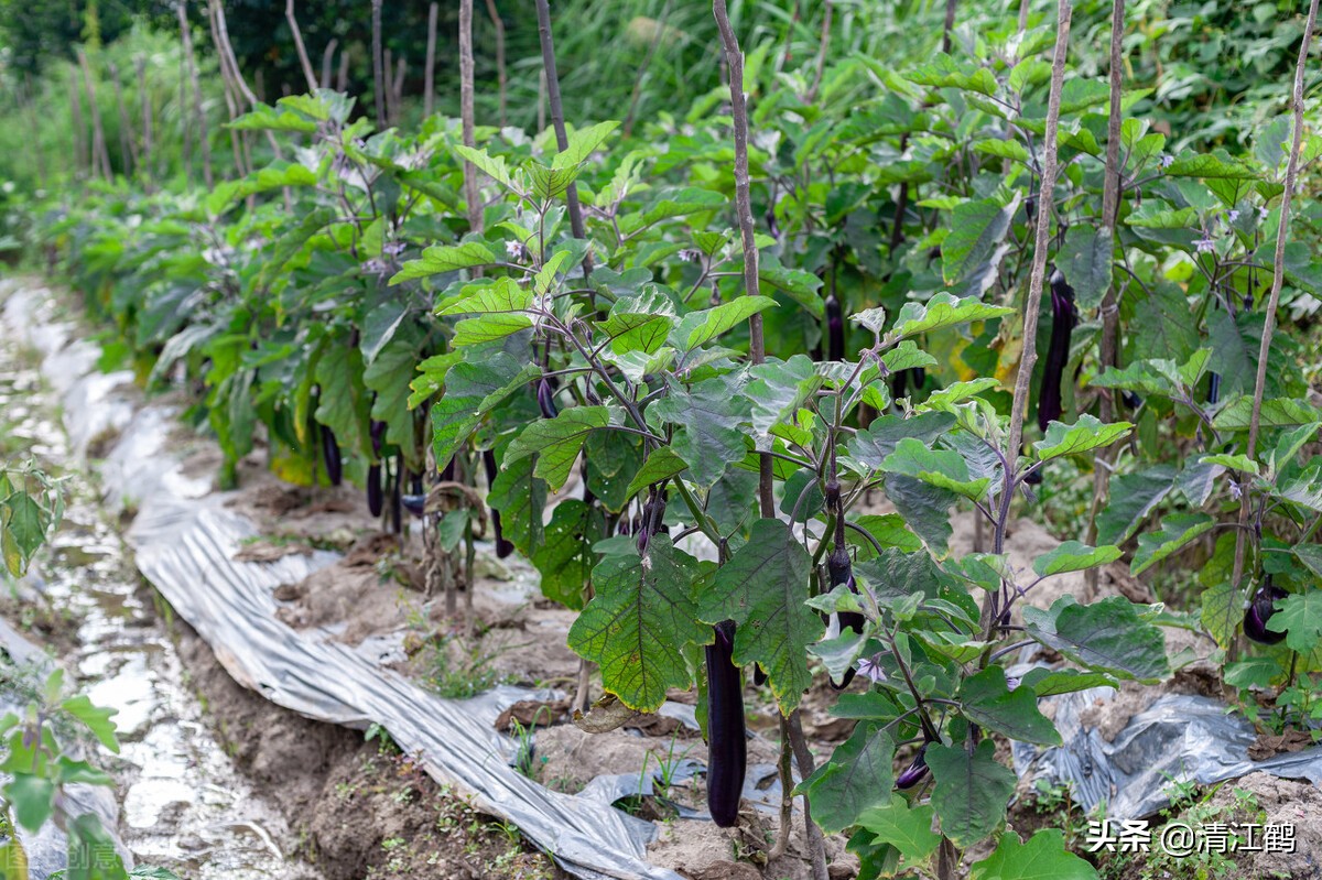 可減少或減輕各種病蟲害對茄子的干擾,保證茄子的正常健壯生長