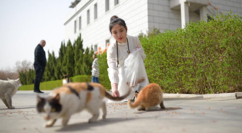 女生宿舍养猫被举报，宿管阿姨查寝哭笑不得，只因橘猫太胖藏不住