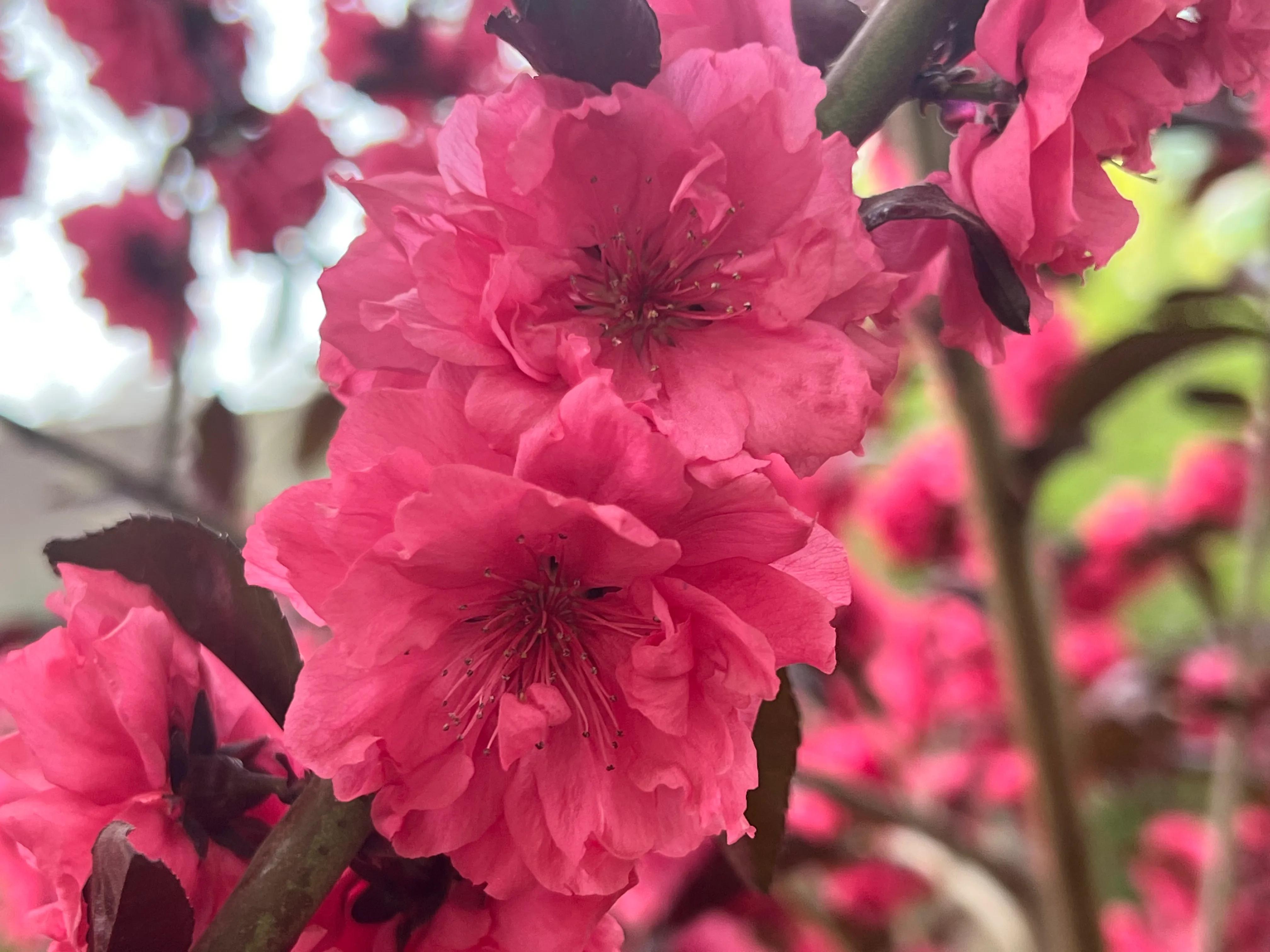 繁花似锦春常在，花红柳绿四月天，吹面不寒杨柳醉春风