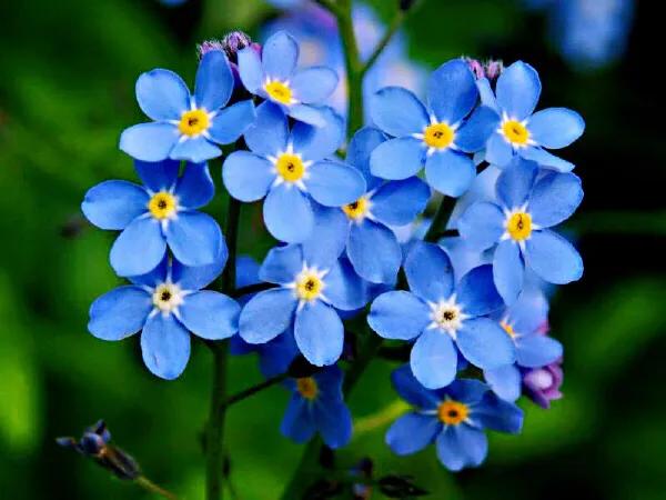 勿忘我_晶羽科技