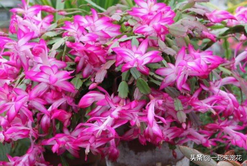 螃蟹爪花的养殖方法(高手养蟹爪兰的全套方法)