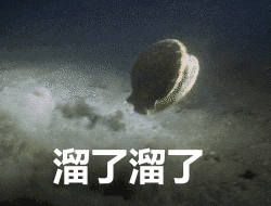 獐子岛扇贝，世界上智商最高的扇贝