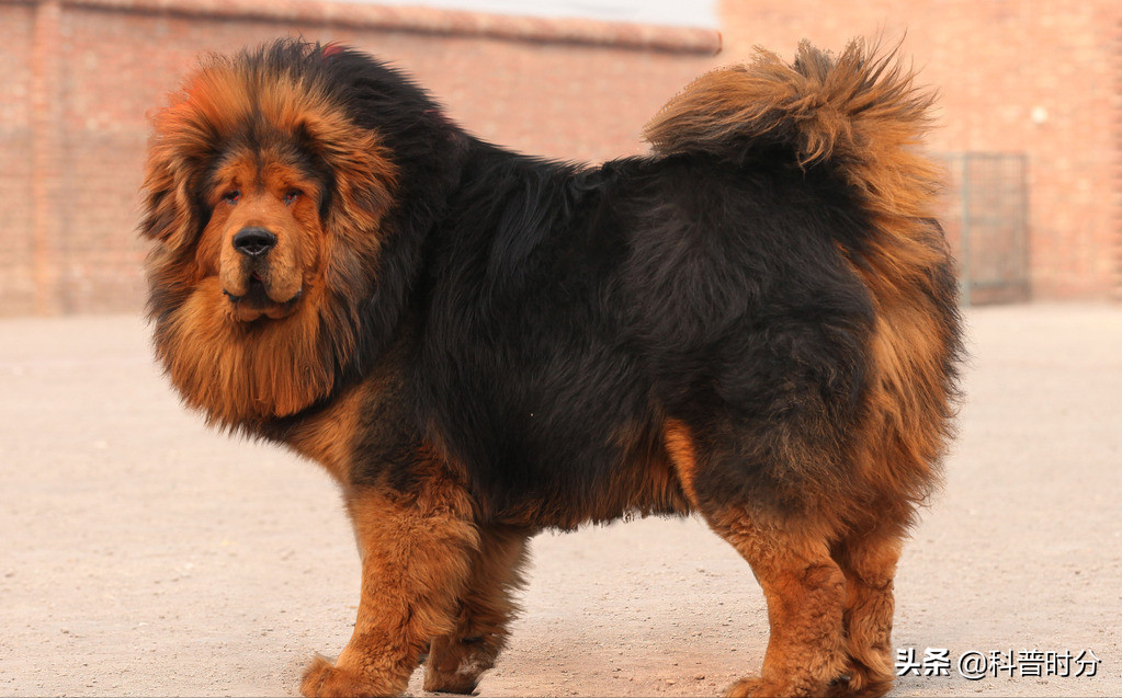 世界上凶猛的十种狗，日本土佐犬上榜，藏獒排名第二