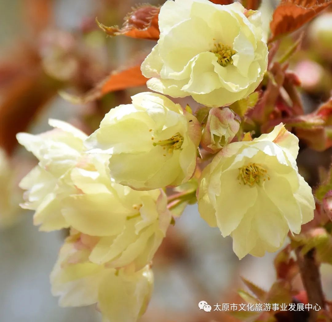 线上展览|“山河春意 锦绣太原——花的世界”主题摄影线上图片展（二十）