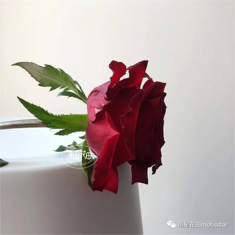 传奇玫瑰花图片（传奇玫瑰花的品种和特征介绍）