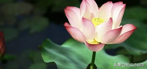 《荷塘月色》《故都的秋》《我与地坛》群文教学应该关注的点